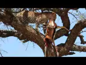 Video: TOP 10 LEOPARDS ATTACK ANIMALS ON THE TREE || Leopard Climbing Up a Tree with Its Prey